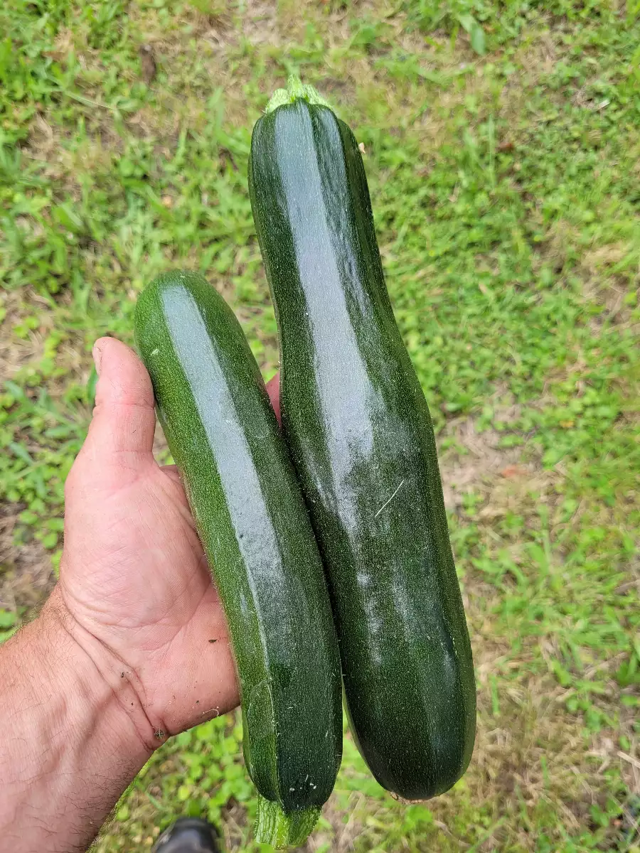 Courgettes